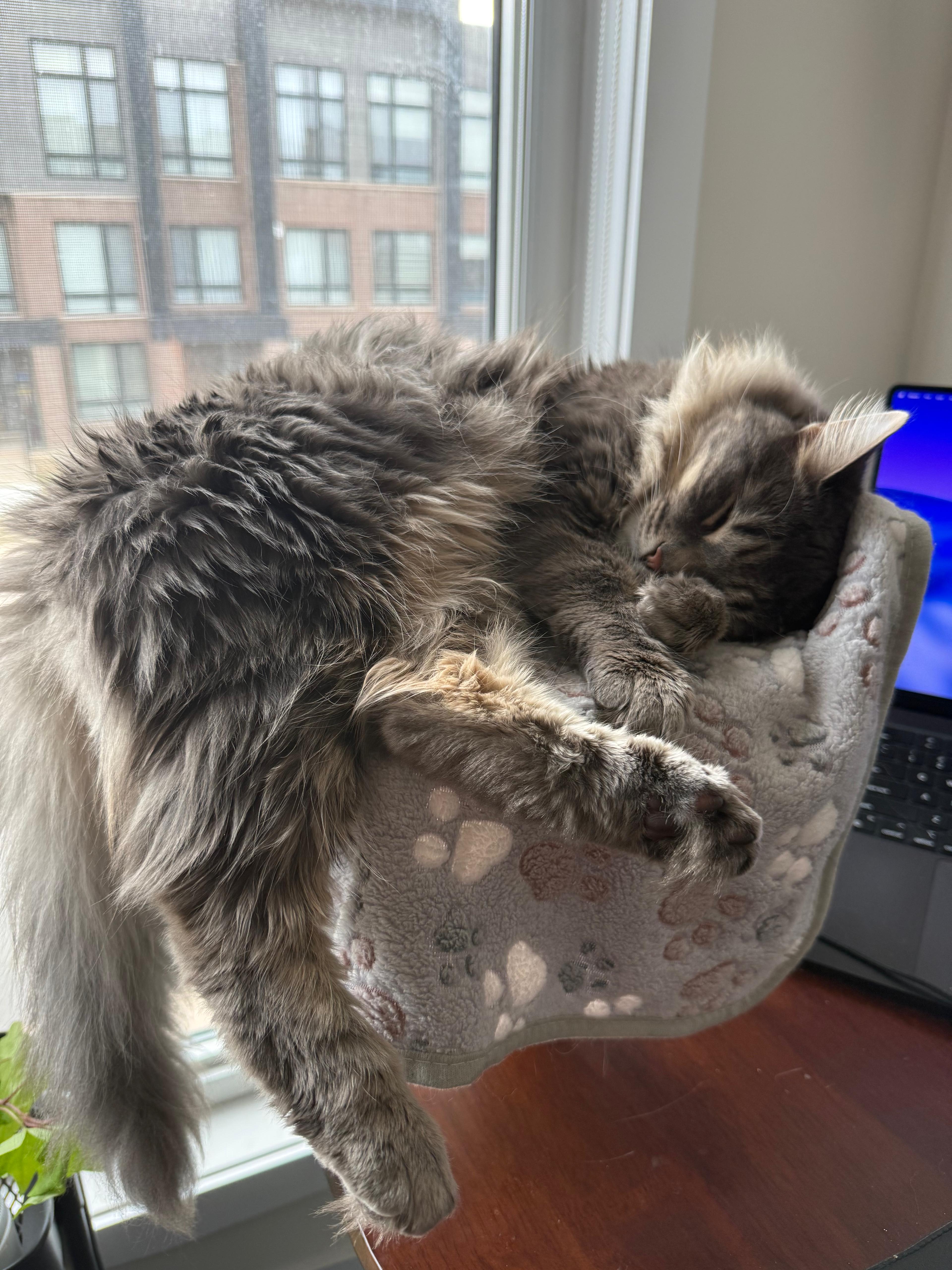 Obi, our long-haired grey cat, asleep on a window hammock