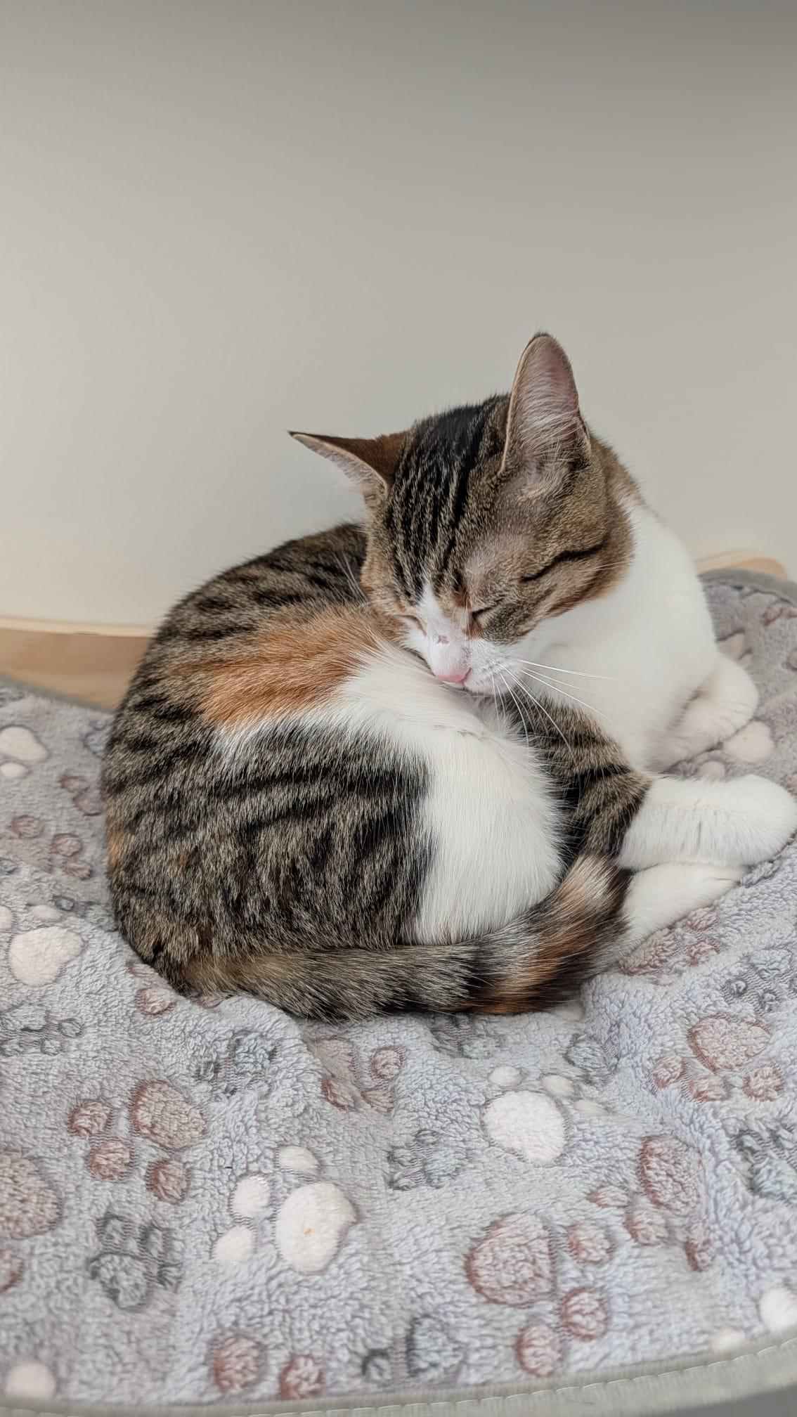 Zuzu, our tabby cat with a white belly, curled up grooming
